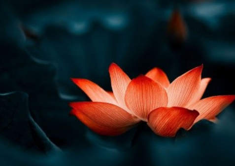 高雅的微信昵称以莲起名 带佛系莲花的微信昵称 