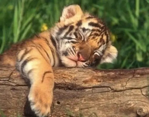 2022属虎男孩最吉利的小名推荐 