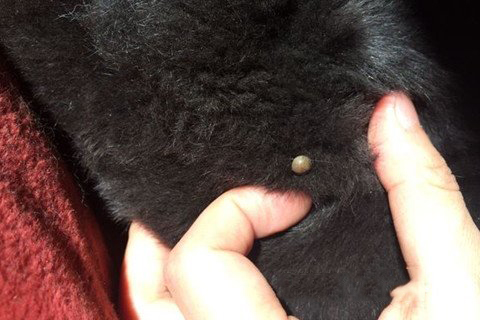 梦见身上长虫子