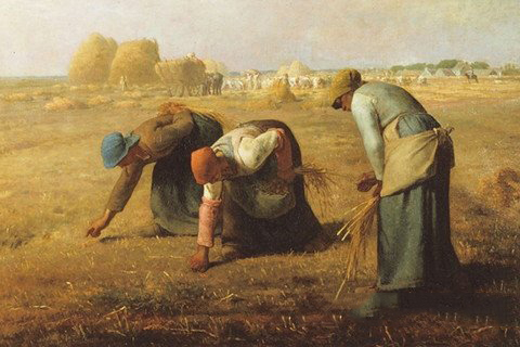 梦见拾麦穗的人