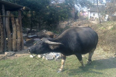 梦见象黄牛一样大的猪跑进屋