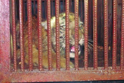 梦见老虎走入家中