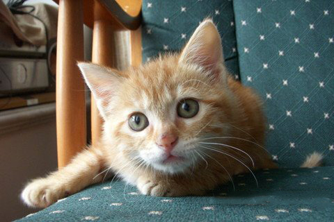 城隍爷灵签第6签解签 城隍爷灵签 第六首 太公扶文王 上签