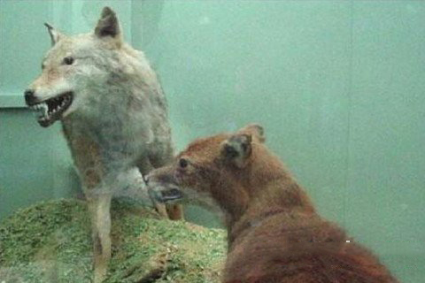 城隍爷灵签第16签解签 城隍爷灵签 第十六首 蔡顺行孝 上签