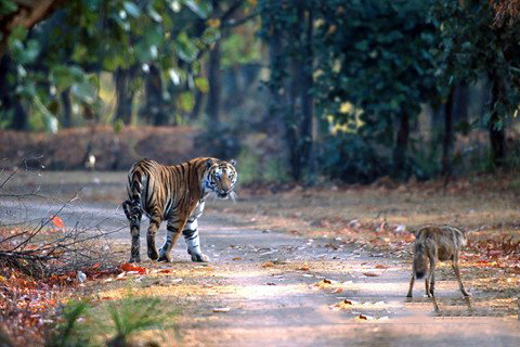 城隍爷灵签第19签解签 城隍爷灵签 第十九首 韩愈上疏 中签