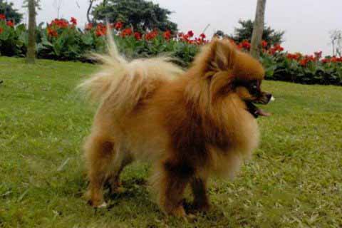 城隍爷灵签第27签解签 城隍爷灵签 第廿七首 武王得天下 上签