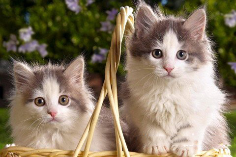 五路财神灵签8签解签 五路财神灵签 第八签【上上。甲辛】