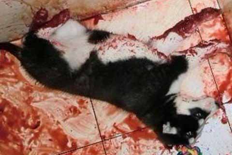 五路财神灵签62签解签 五路财神灵签 第六十二签【中平(中吉)。庚乙】