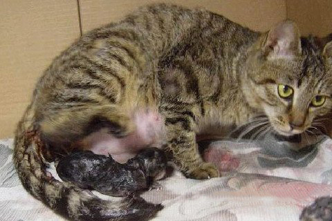 五路财神灵签74签解签 五路财神灵签 第七十四签【上吉。辛丁】