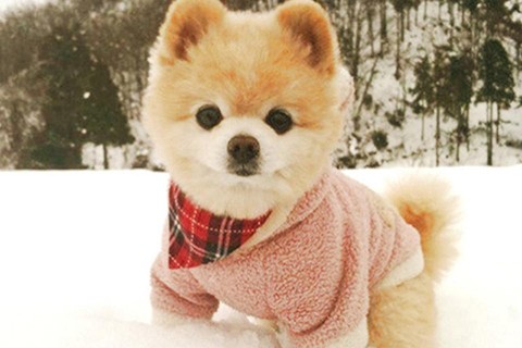 梦见小狗 梦见小狗