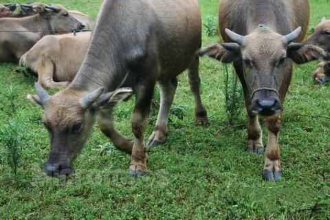 财神爷灵签第44签解签 财神爷灵签 第四十四首 辛卯 萧何追韩信