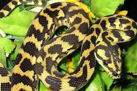 财神爷灵签第56签解签 财神爷灵签 第五十六首 癸卯 李三娘井边会子