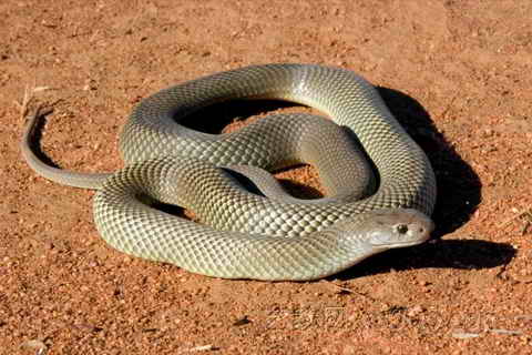 财神爷灵签第59签解签 财神爷灵签 第五十九首 癸酉 管仲鲍叔为贾