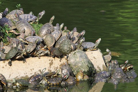 梦见乌龟晒太阳