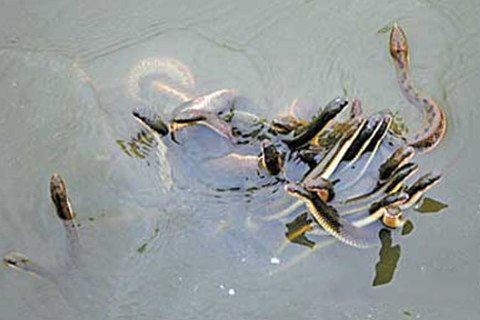 梦见蛇在水里游