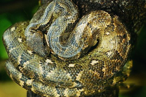 梦见大蟒蛇在树上