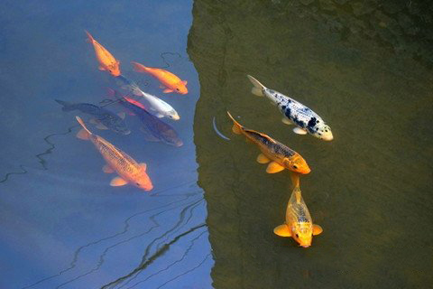 梦见鱼在水里游