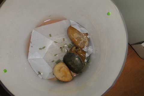 梦见乌龟和螃蟹