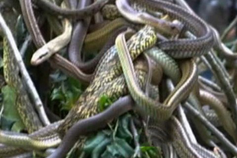 诸葛神签第八十三签 诸葛灵签解签83