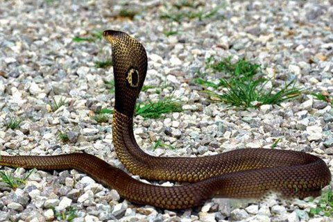 诸葛神签第八十六签 诸葛灵签解签86