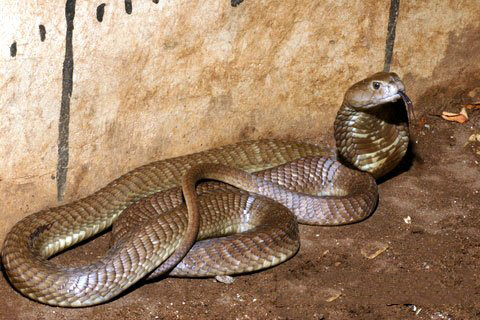 诸葛神签第八十七签 诸葛灵签解签87