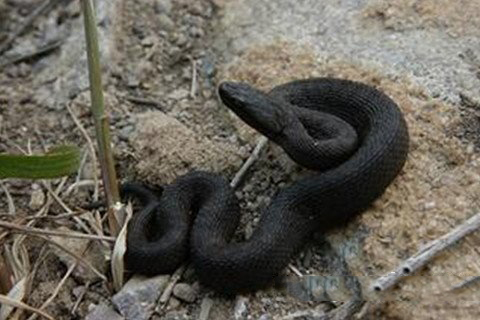 诸葛神签第九十二签 诸葛灵签解签92