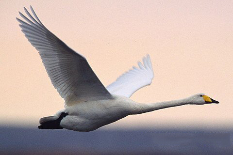 梦见天鹅在空中飞翔