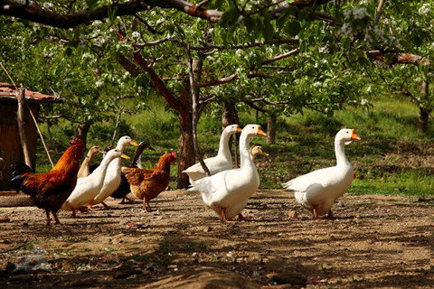 梦见鸡鸭鹅