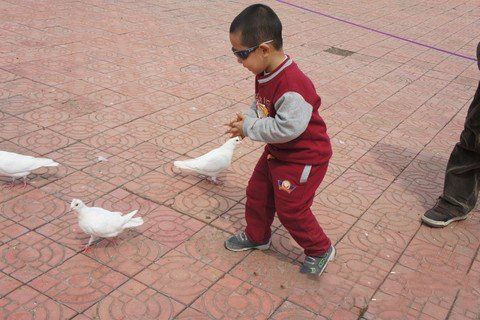 梦见有很多鸽子