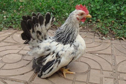 玉帝灵签第21签解签 玉皇大帝灵签第二十一签 七夕相会