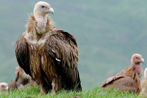 玉帝灵签第26签解签 玉皇大帝灵签第二十六签 三藏取经