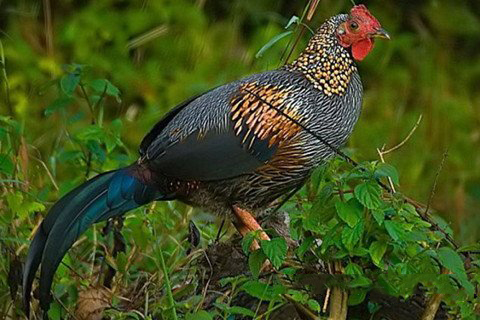 玉帝灵签第27签解签 玉皇大帝灵签第二十七签 八仙过海