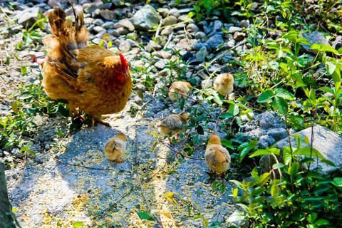 清水祖师灵签第十五签 清水祖师灵签第15签解签