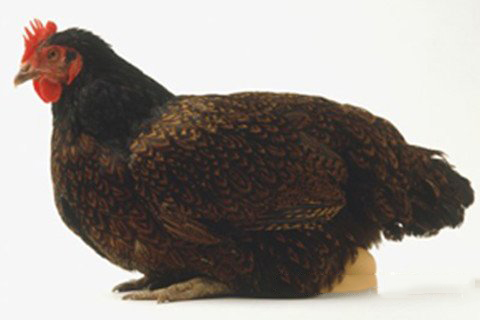 清水祖师灵签第十九签 清水祖师灵签第19签解签