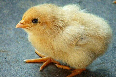 清水祖师灵签第二十九签 清水祖师灵签第29签解签