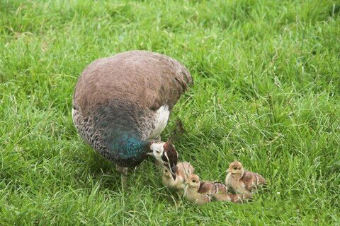 清水祖师灵签第二十三签 清水祖师灵签第23签解签