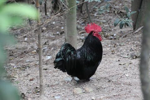 清水祖师灵签第二十五签 清水祖师灵签第25签解签