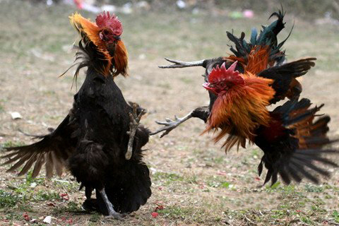 清水祖师灵签第二十八签 清水祖师灵签第28签解签