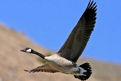 清水祖师灵签第四十六签 清水祖师灵签第46签解签