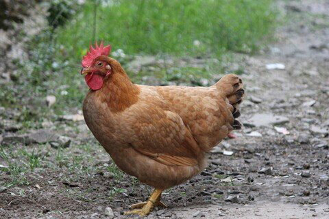 清水祖师灵签第四十五签 清水祖师灵签第45签解签