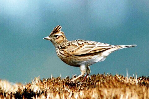 清水祖师灵签第四十八签 清水祖师灵签第48签解签