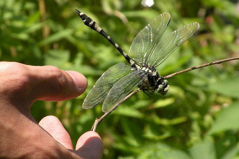 梦见抓蜻蜓