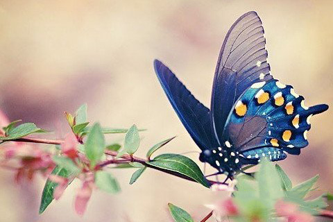 四圣真君灵签第34签解签 四圣真君灵签 第三十四签 上上 佳音革故