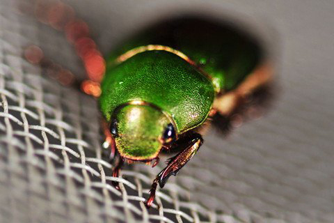 四圣真君灵签第39签解签 四圣真君灵签 第三十九签 中平 防辱