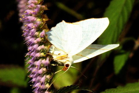 四圣真君灵签第41签解签 四圣真君灵签 第四十一签 中平 谨守莫动