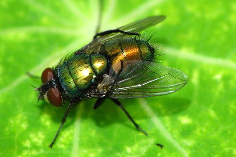 四圣真君灵签第45签解签 四圣真君灵签 第四十五签 大吉 屈伸