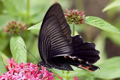 四圣真君灵签第43签解签 四圣真君灵签 第四十三签 中平 应天