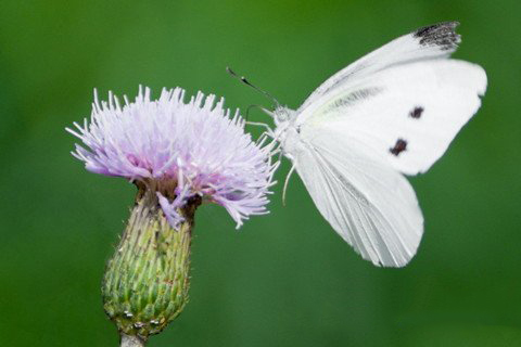 四圣真君灵签第46签解签 四圣真君灵签 第四十六签 中平 易脱有财