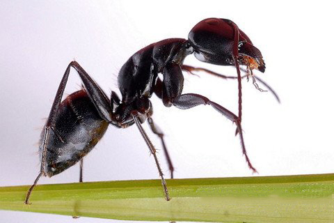 梦见蚂蚁嘴叼东西