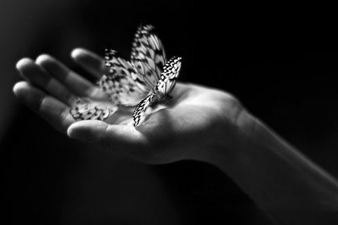 梦见蝴蝶死亡